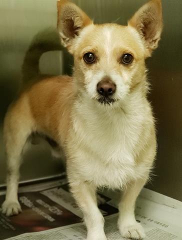 Shelter Stray Male Dog last seen , West Valley Animal Shelter, 20655 Plummer St, Chatsworth, CA 91311, USA