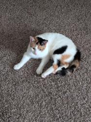 Lost Female Cat last seen Doves Landing Ln, Wylie, TX 75098