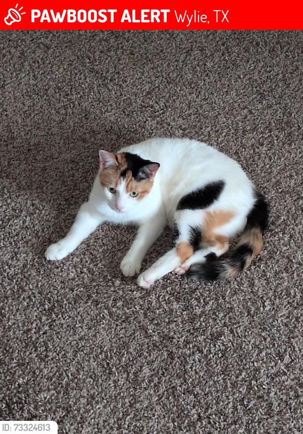 Lost Female Cat last seen Doves Landing Ln, Wylie, TX 75098