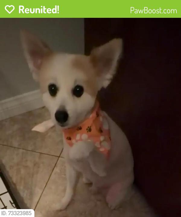 Reunited Male Dog last seen Near virtuoso street, Las Vegas, NV 89139