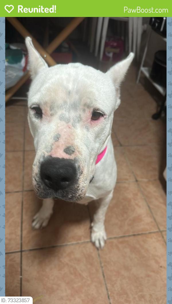 Reunited Female Dog last seen Rosecrans ave & lemoli ave, Hawthorne, CA 90250