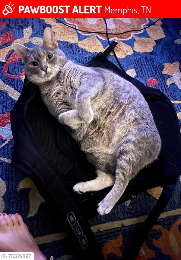 Lost Female Cat last seen Bellehurst Dr, Memphis, TN 38016