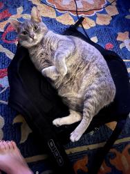 Lost Female Cat last seen Bellehurst Dr, Memphis, TN 38016