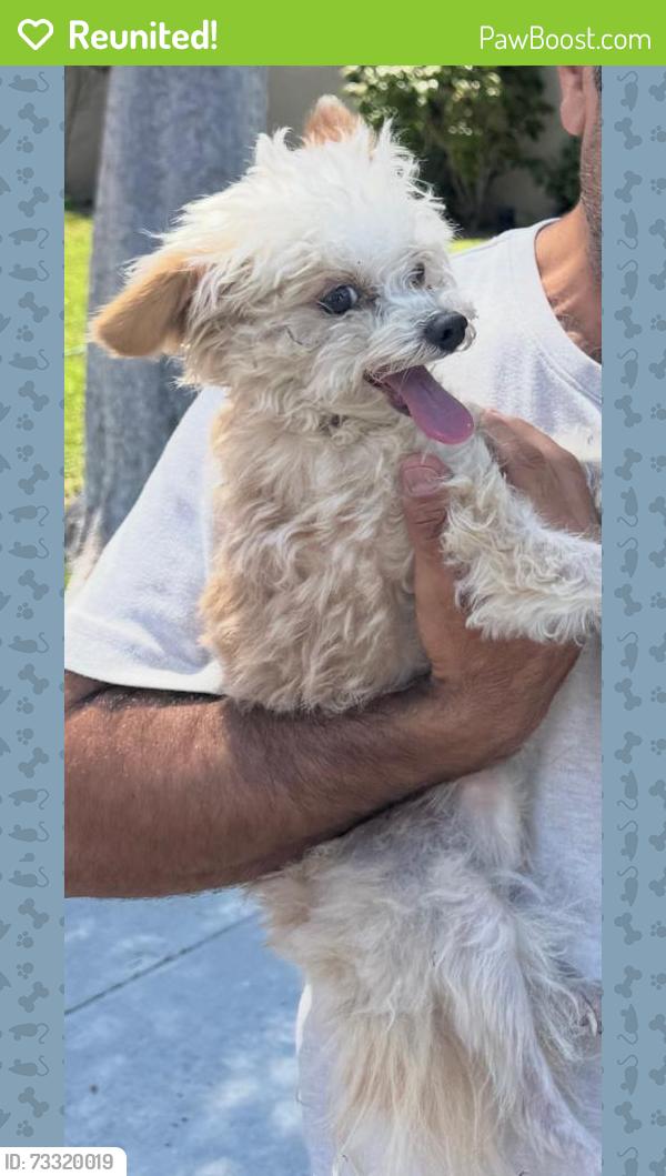 Reunited Female Dog last seen LariatLane, Rolling Hills Estates, CA 90274