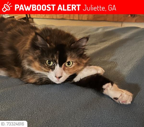 Lost Female Cat last seen 1 mile north of the 18 and 87 roundabout. South end of Lake Juliette. Monroe County, Georgia, Juliette, GA 31046