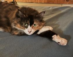 Lost Female Cat last seen 1 mile north of the 18 and 87 roundabout. South end of Lake Juliette. Monroe County, Georgia, Juliette, GA 31046