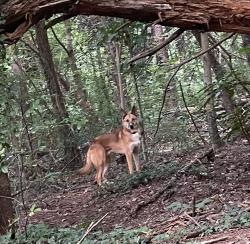Found/Stray Unknown Dog last seen Washington park softball fields, Winston-Salem, NC 27127