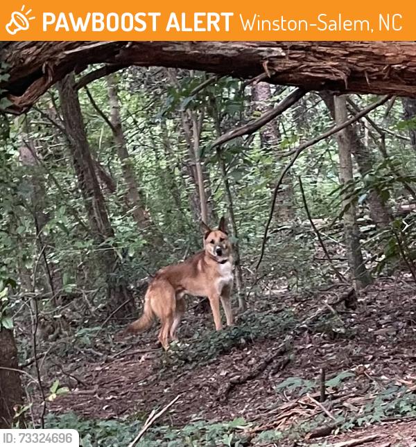 Found/Stray Unknown Dog last seen Washington park softball fields, Winston-Salem, NC 27127
