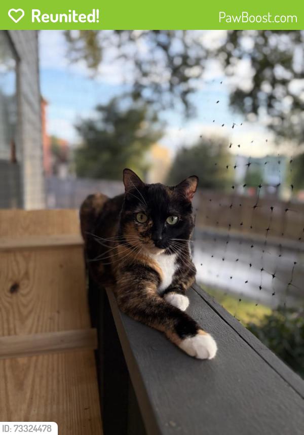 Reunited Female Cat last seen USAA Building, San Antonio, TX 78240