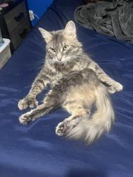 Reunited Female Cat last seen 15th street 4th Ave, Watervliet, NY 12189