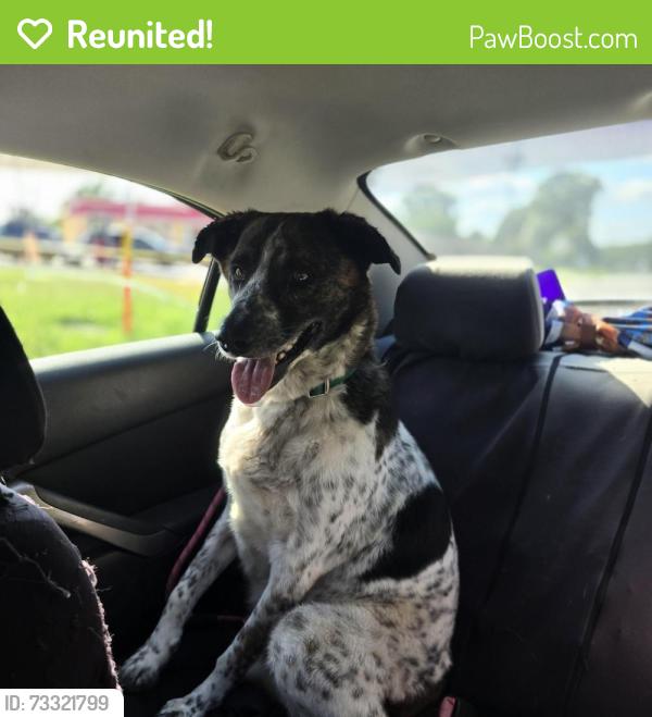 Reunited Male Dog last seen Liberty rd, Archdale, NC 27263