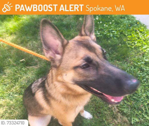 Found/Stray Female Dog last seen 7th ave and cannon st, Spokane, WA 99204