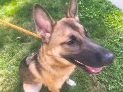 Found/Stray Female Dog last seen 7th ave and cannon st, Spokane, WA 99204