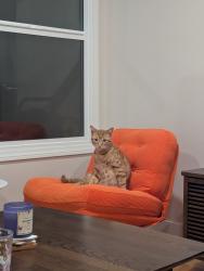 Reunited Male Cat last seen Waring Rd. And Zion Ave., San Diego, CA 92120