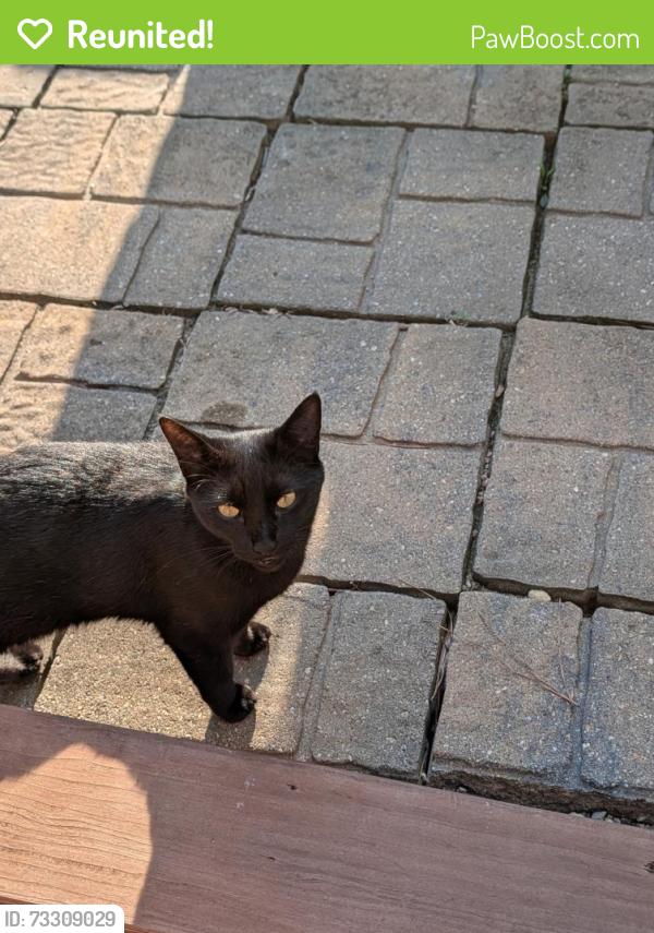 Reunited Female Cat last seen Caddell woods, Wake Forest, NC 27587