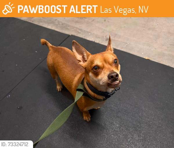 Found/Stray Male Dog last seen Red Ridge Park, Las Vegas, NV 89148