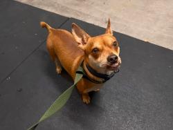 Found/Stray Male Dog last seen Red Ridge Park, Las Vegas, NV 89148