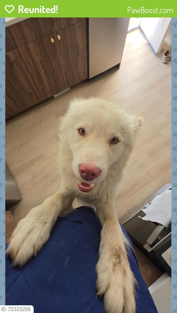 Reunited Male Dog last seen Chambers and Dartmouth, Aurora, CO 80013