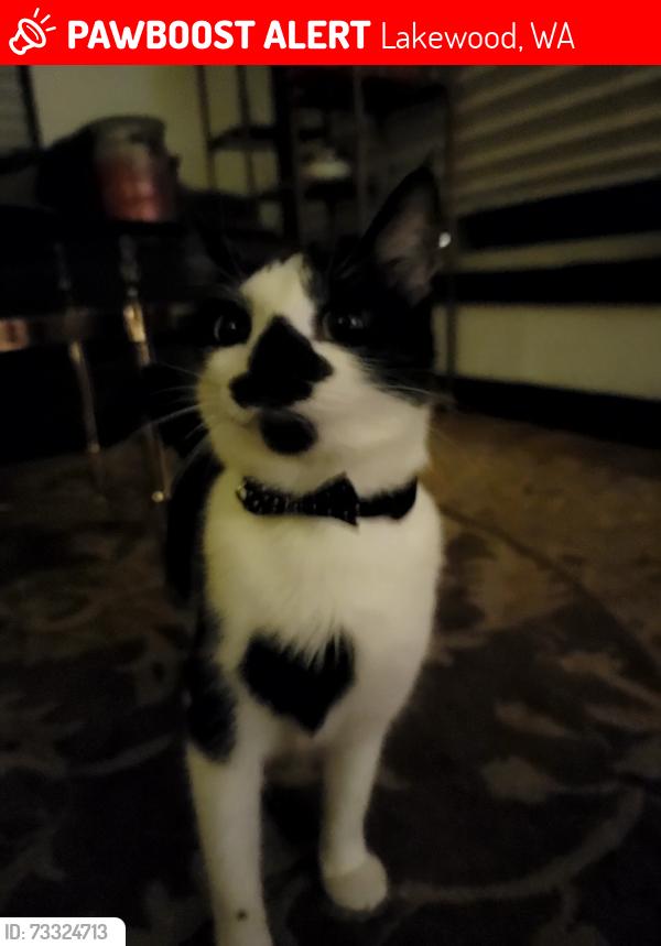 Lost Female Cat last seen Near Mt Tacoma street, Lakewood, WA 98498