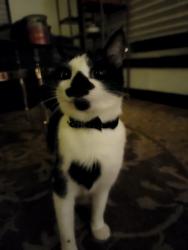 Lost Female Cat last seen Near Mt Tacoma street, Lakewood, WA 98498