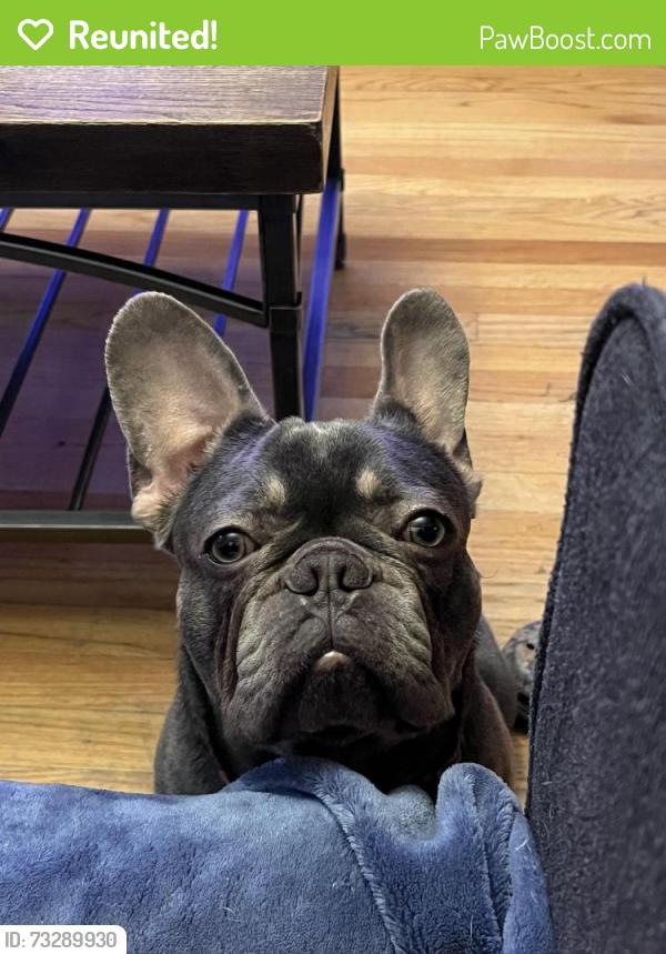 Reunited Male Dog last seen Detroit and Harrison, Hammond, IN 46320