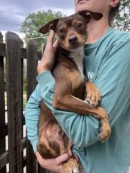 Reunited Male Dog last seen Quitman & 49th, Denver, CO 80212