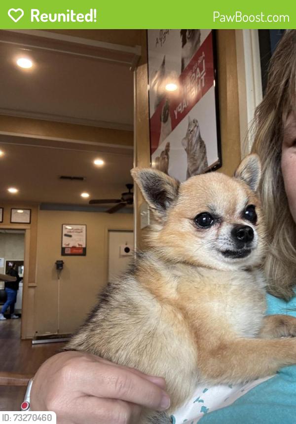 Reunited Male Dog last seen Sherbrooke and Peggy’s cove, Sherman, TX 75092