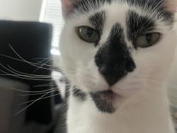 Reunited Female Cat last seen 242, Newton, PCH (Near U-Haul), Torrance, CA 90505
