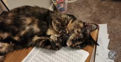 Lost Female Cat last seen Burr hill, San Antonio, TX 78247
