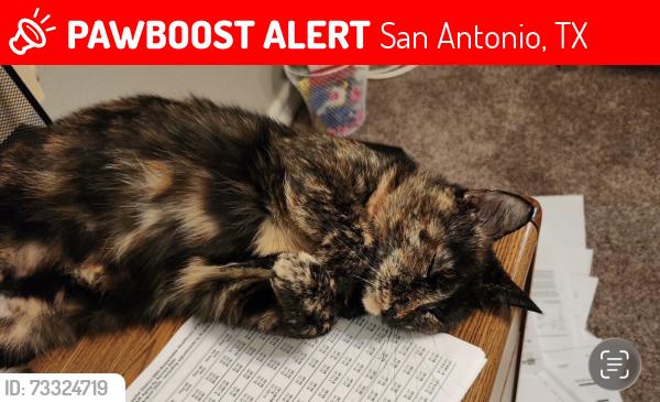 Lost Female Cat last seen Burr hill, San Antonio, TX 78247