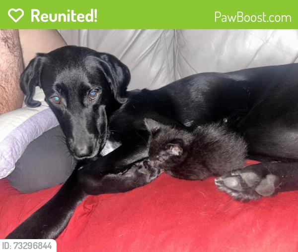 Reunited Female Dog last seen Bellaire dr s, southwest blvd, Fort Worth, TX 76109