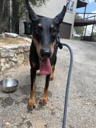 Found/Stray Female Dog last seen Scenic view dr, Travis County, TX 78746