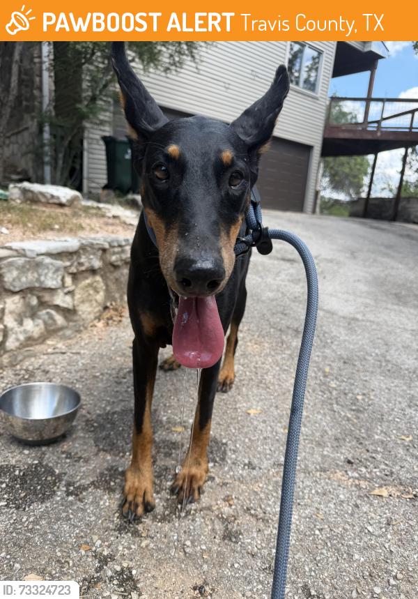 Found/Stray Female Dog last seen Scenic view dr, Travis County, TX 78746