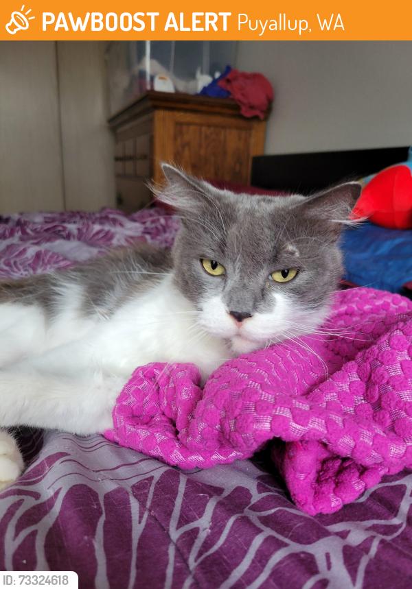 Found/Stray Male Cat last seen Glenbrooke apmts, Puyallup, WA 98374