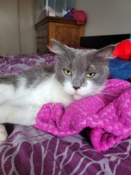 Found/Stray Male Cat last seen Glenbrooke apmts, Puyallup, WA 98374