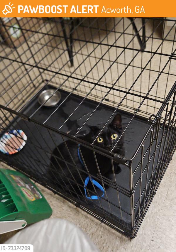 Found/Stray Unknown Cat last seen Mellow Mushroom, Acworth, GA 30101