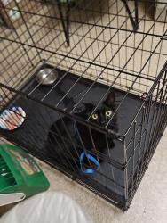 Found/Stray Unknown Cat last seen Mellow Mushroom, Acworth, GA 30101