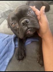 Lost Male Dog last seen Mistletoe hydrangea, San Jacinto, CA 92583