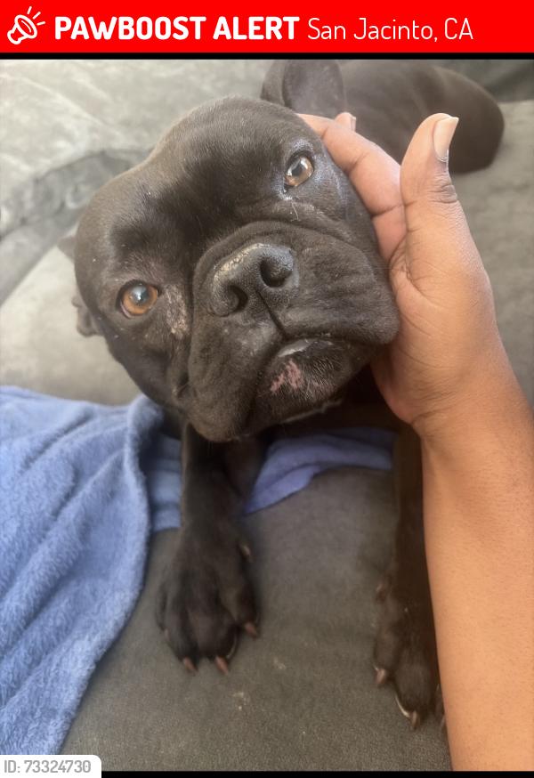 Lost Male Dog last seen Mistletoe hydrangea, San Jacinto, CA 92583