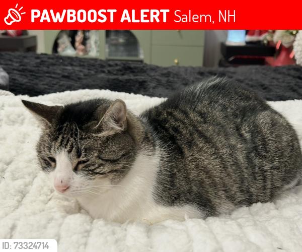 Lost Female Cat last seen Previously at 7 Hall Ave, Salem, NH, Salem, NH 03079