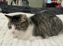 Lost Female Cat last seen Previously at 7 Hall Ave, Salem, NH, Salem, NH 03079