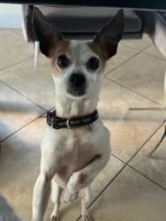 Reunited Male Dog last seen Isles at Bayshore in the Cove by the mail boxes, Cutler Bay, FL 33190