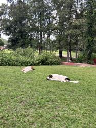 Reunited Female Dog last seen Nursery rd, Lillington, NC 27546