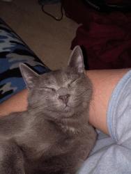 Lost Male Cat last seen Near endeavor way, Louisville, KY 40219