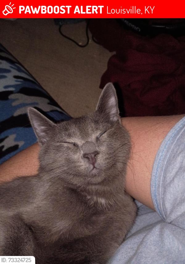Lost Male Cat last seen Near endeavor way, Louisville, KY 40219
