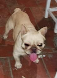 Reunited Male Dog last seen Baseline and del rosa dr. San bernardino, San Bernardino, CA 92404
