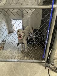 Found/Stray Male Dog last seen 7/11, Skokie, IL 60077