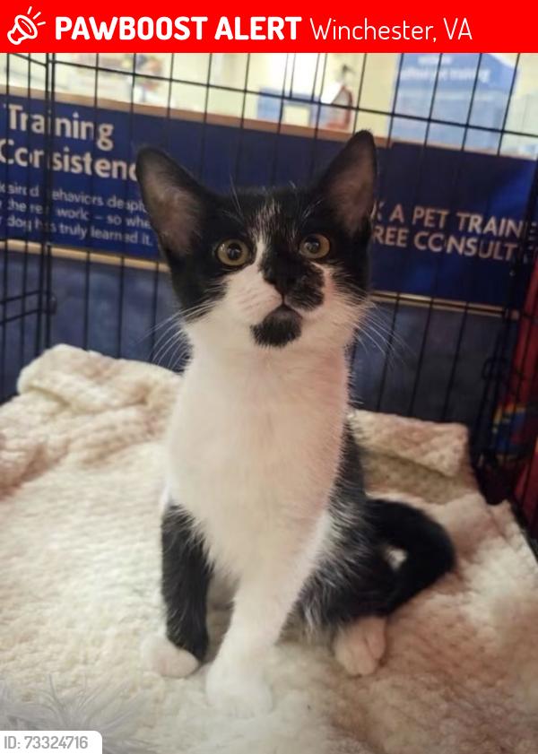 Lost Male Cat last seen Near end of Biscane Court, Winchester, VA 22602