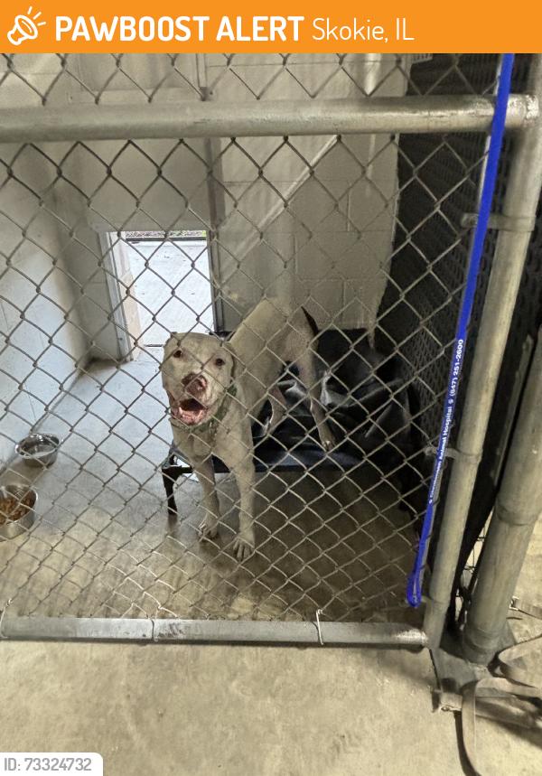 Found/Stray Male Dog last seen 7/11, Skokie, IL 60077