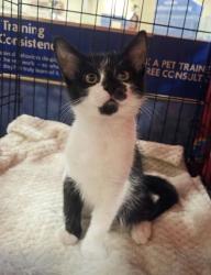 Lost Male Cat last seen Near end of Biscane Court, Winchester, VA 22602